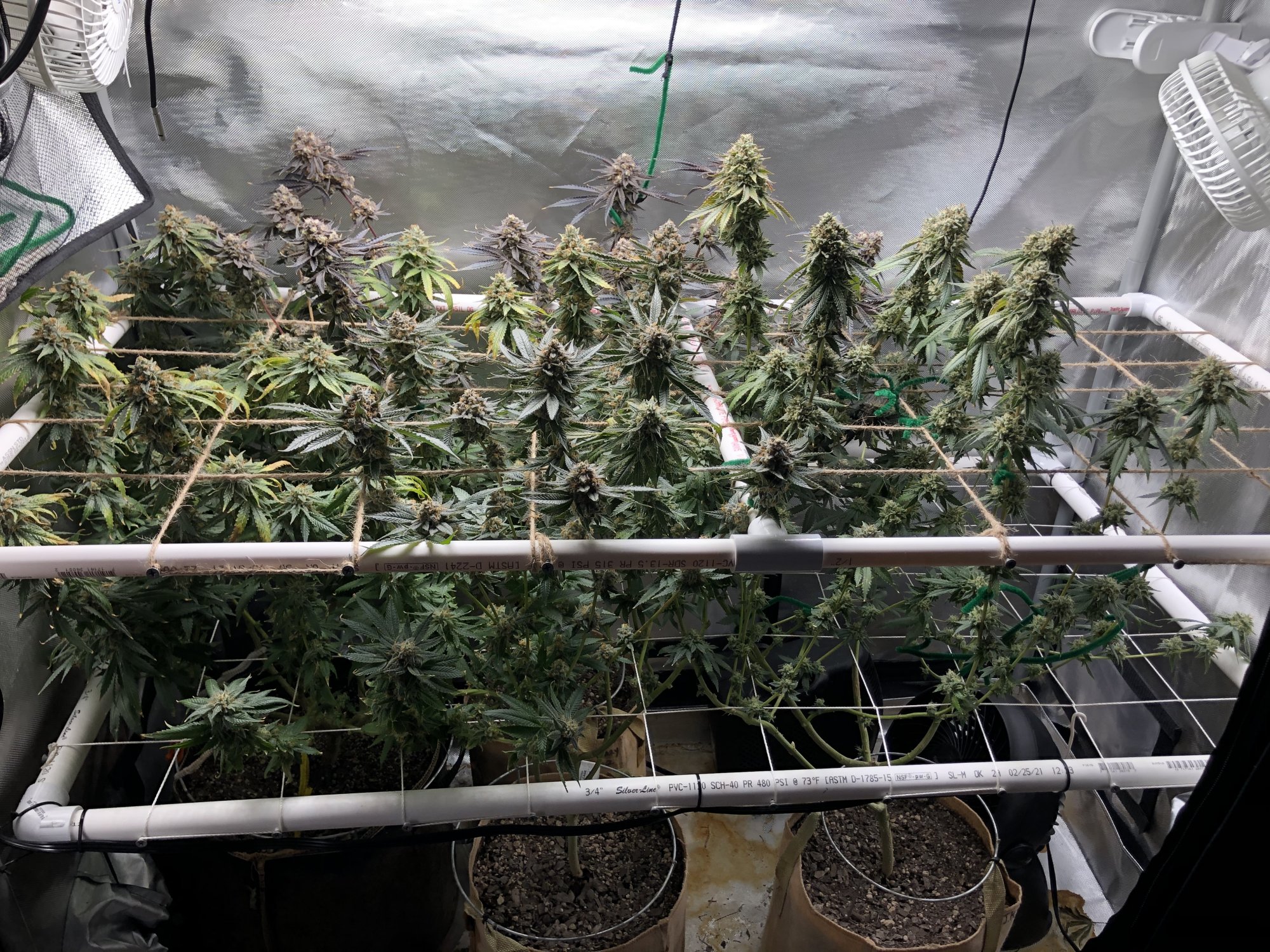 3 strains 1 2x4 tent complete 15