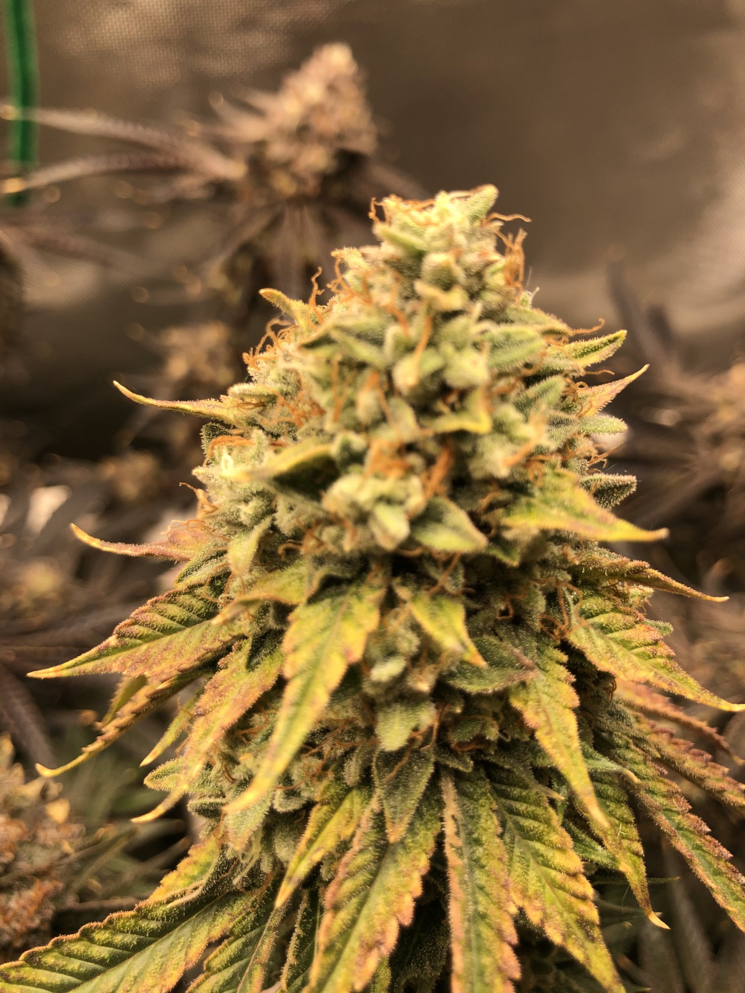 3 strains 1 2x4 tent complete 16