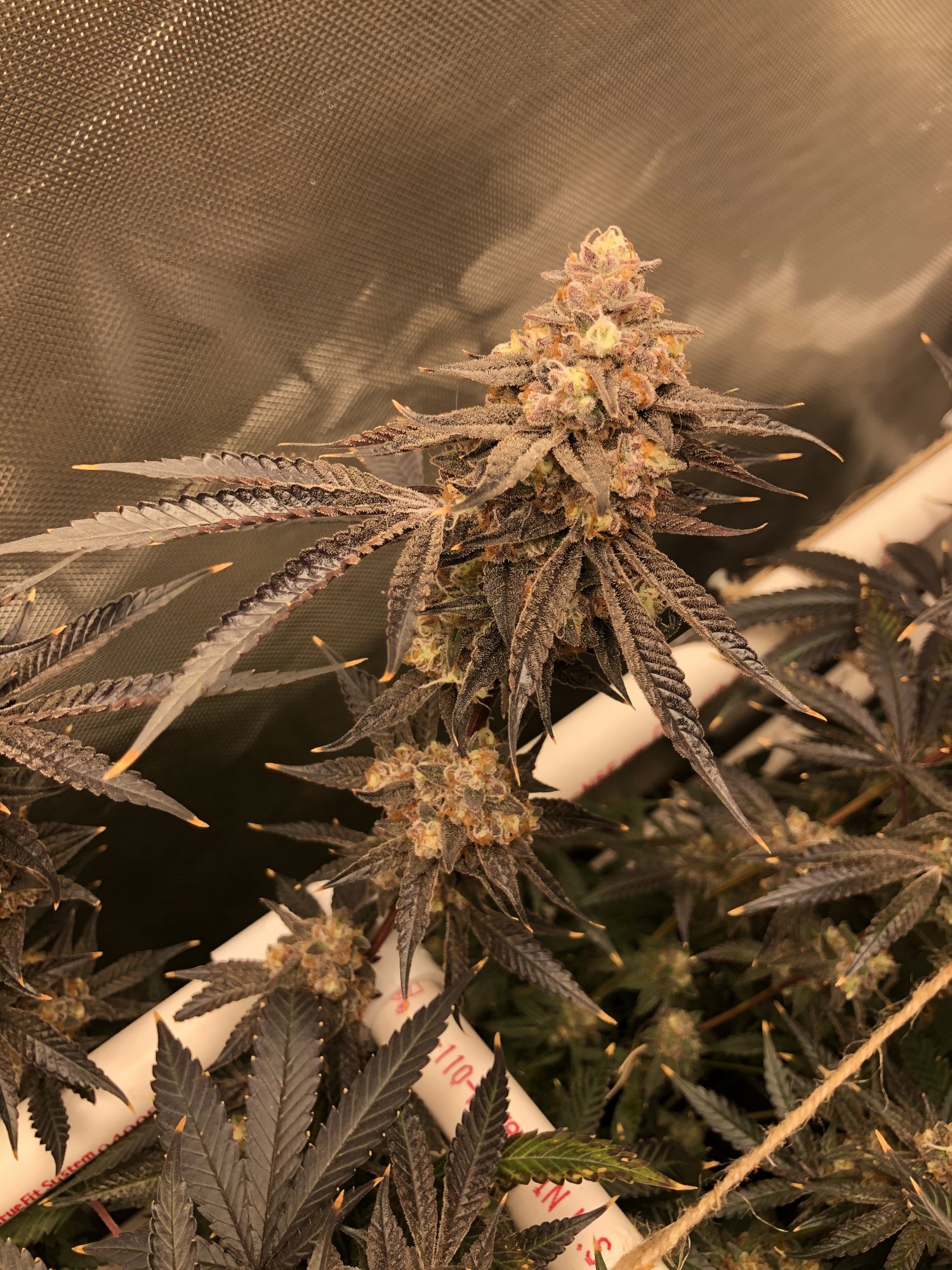3 strains 1 2x4 tent complete 17