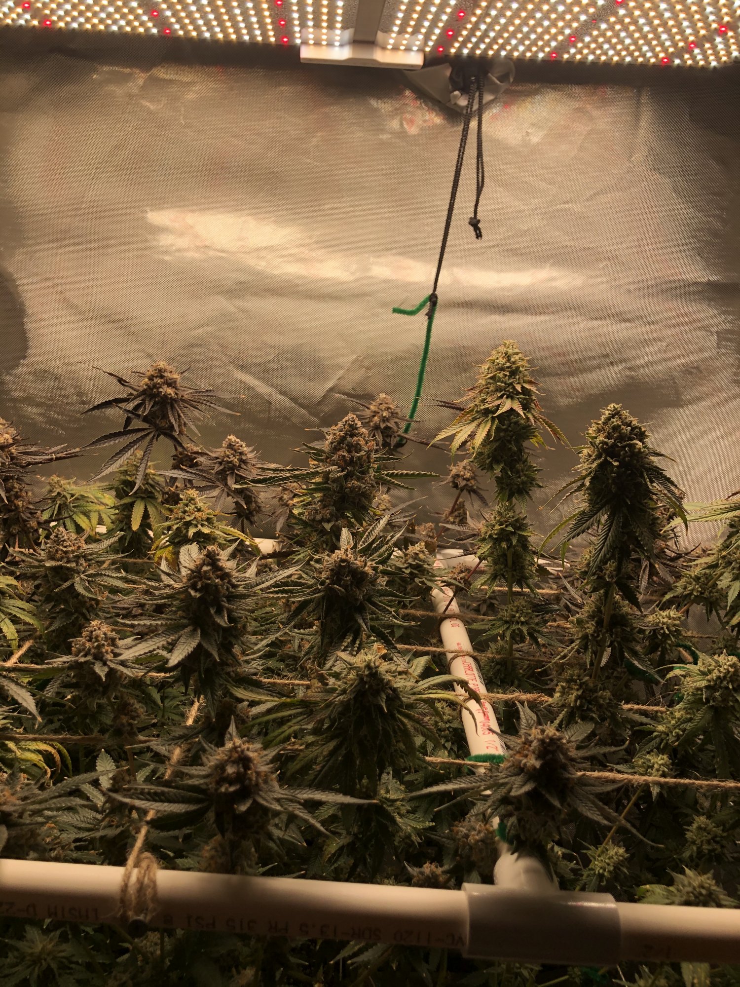 3 strains 1 2x4 tent complete 18
