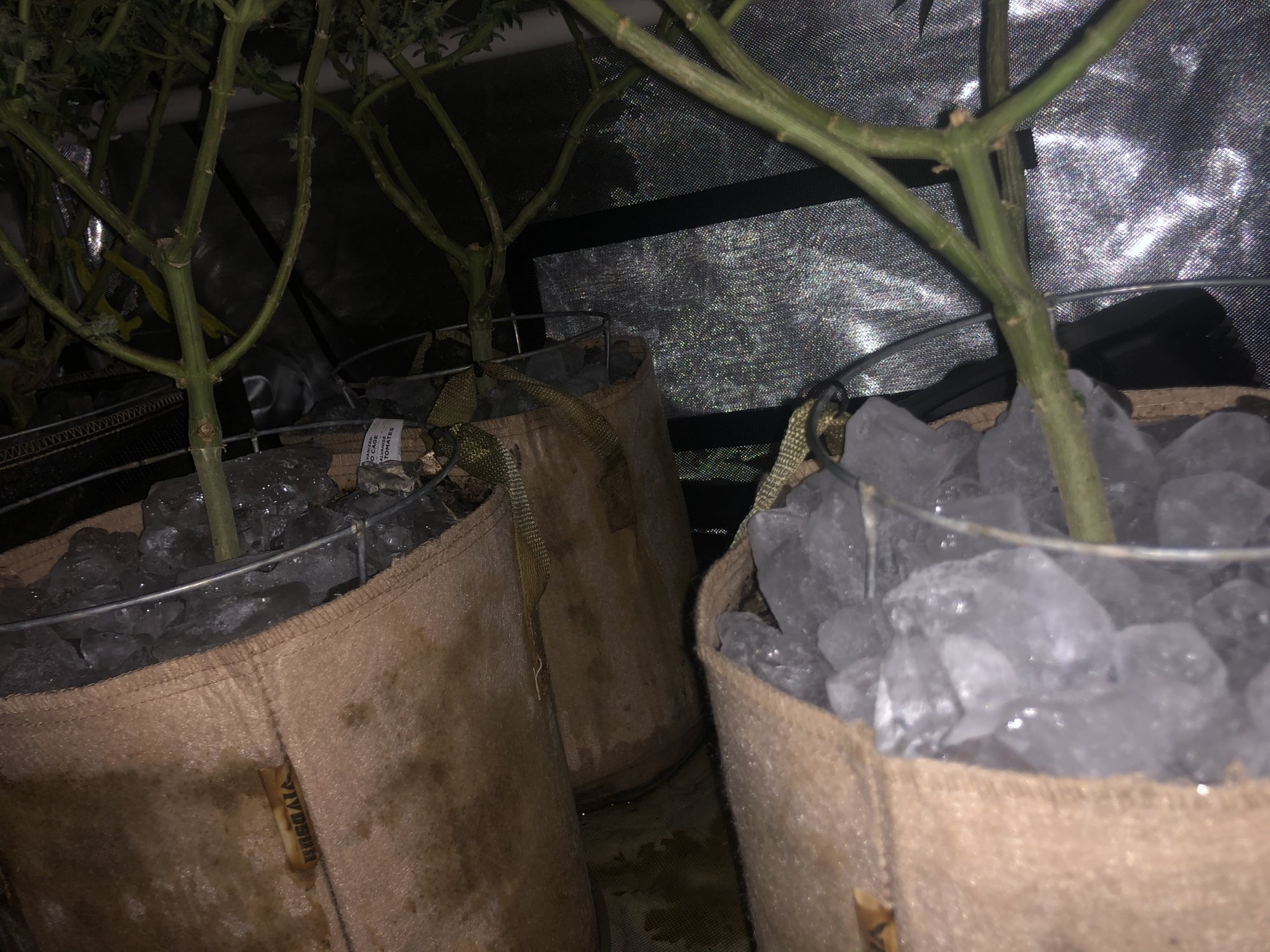 3 strains 1 2x4 tent complete 19