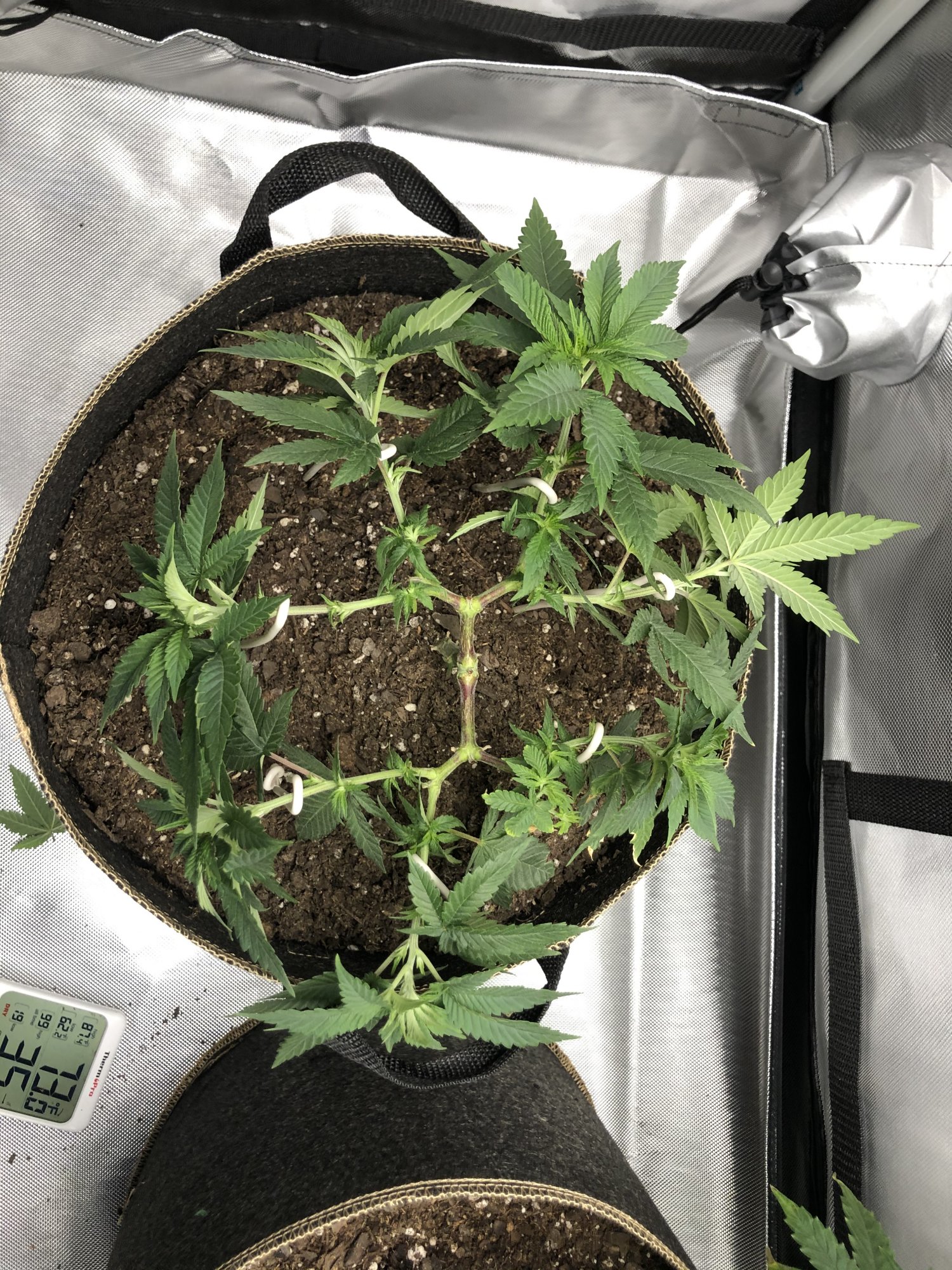 3 strains 1 2x4 tent complete 2