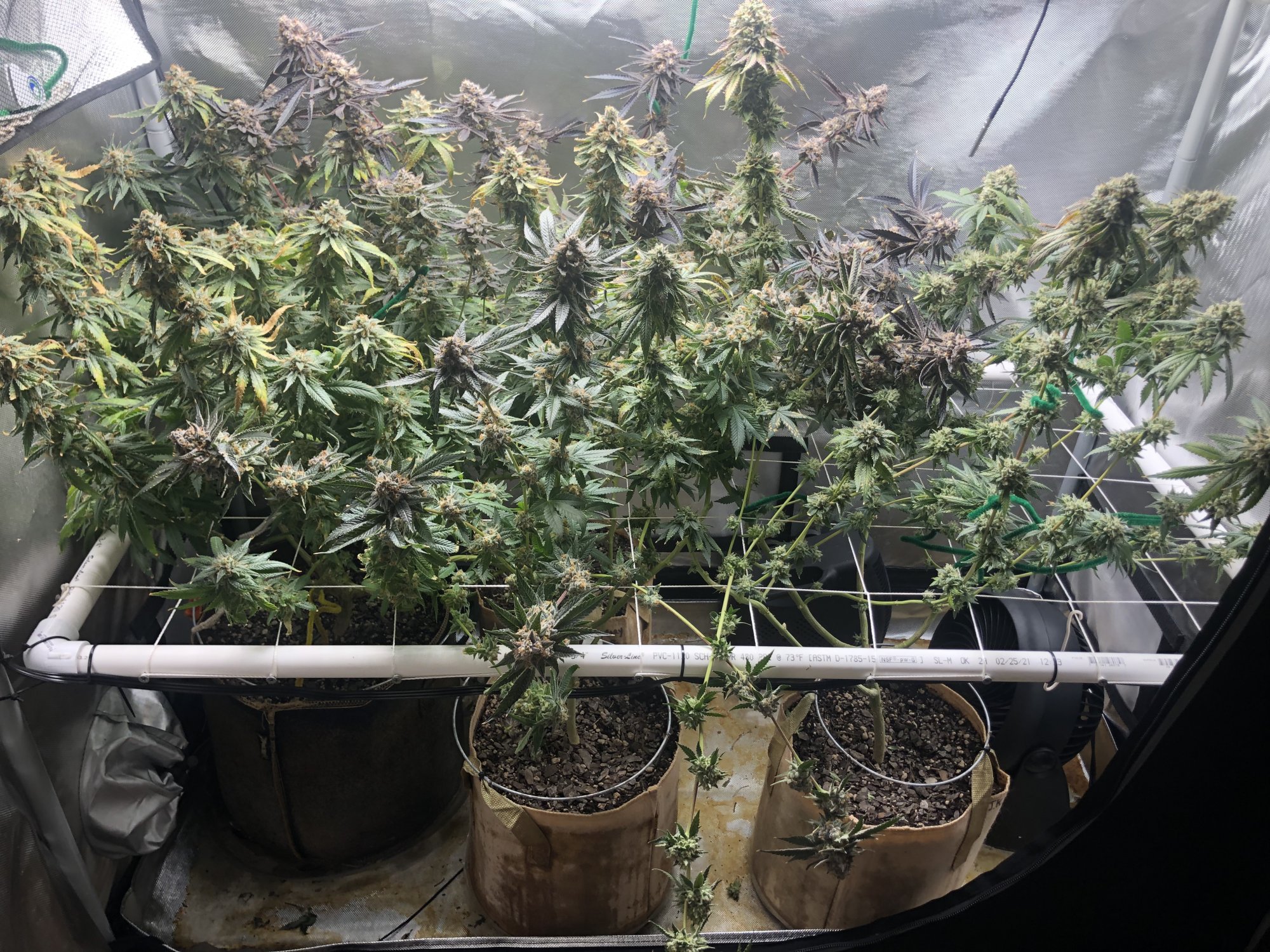 3 strains 1 2x4 tent complete 20