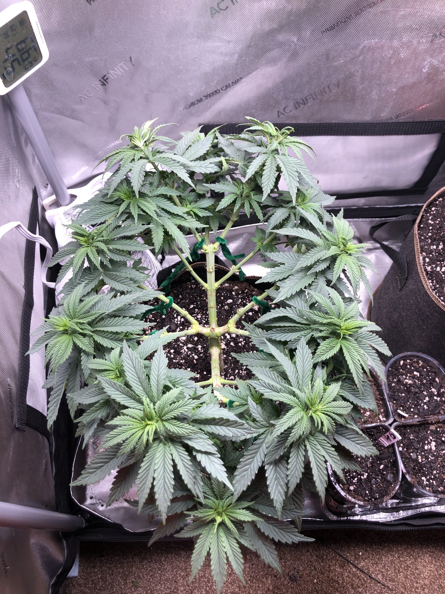 3 strains 1 2x4 tent complete 3
