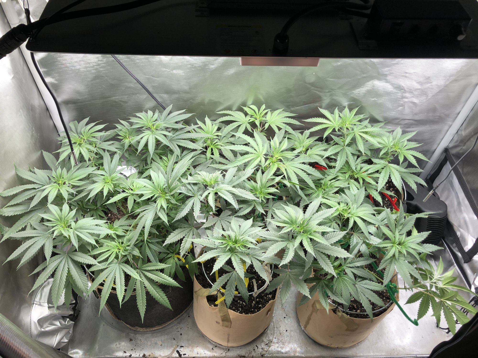 3 strains 1 2x4 tent complete 4