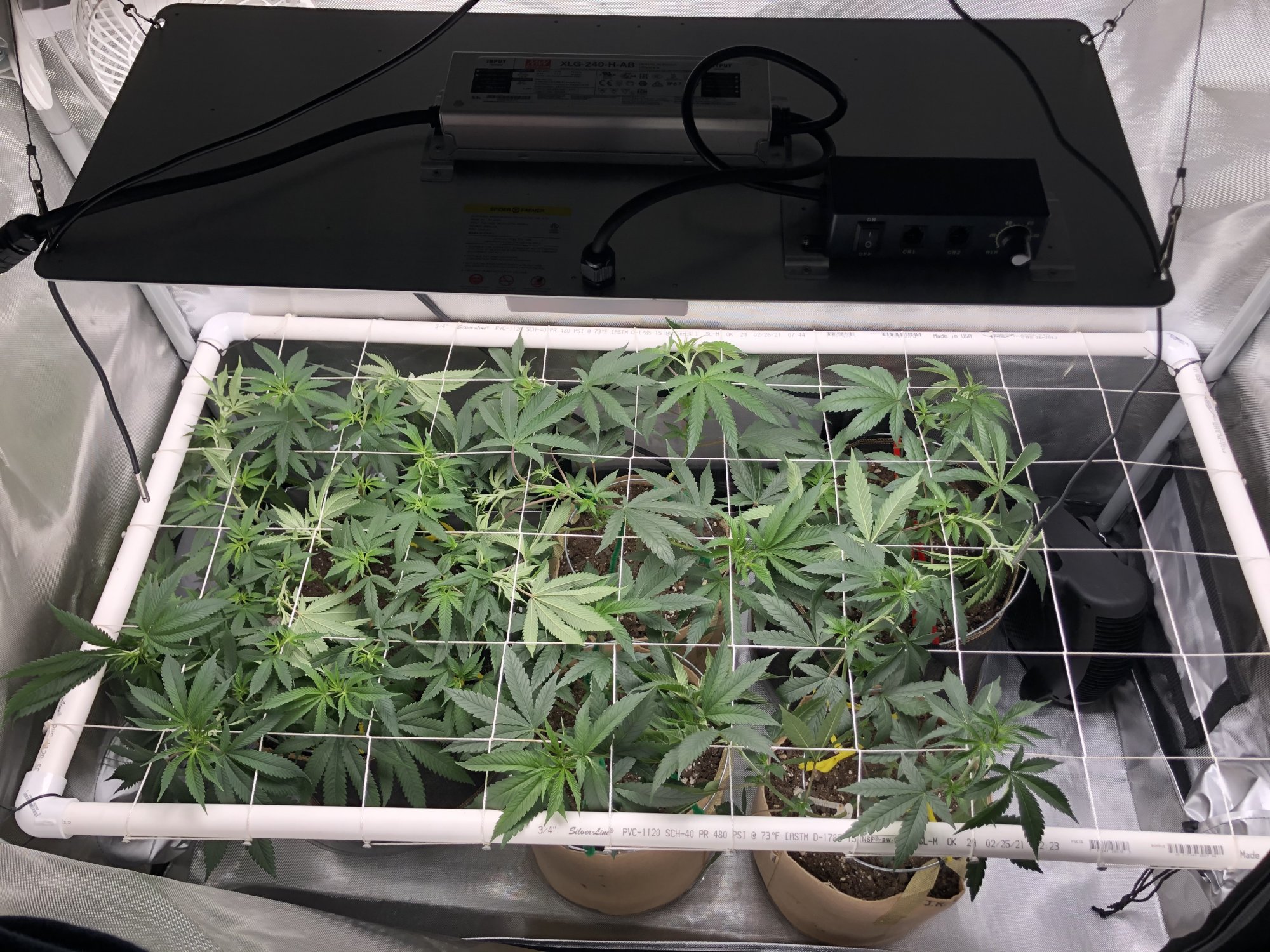 3 strains 1 2x4 tent complete 5