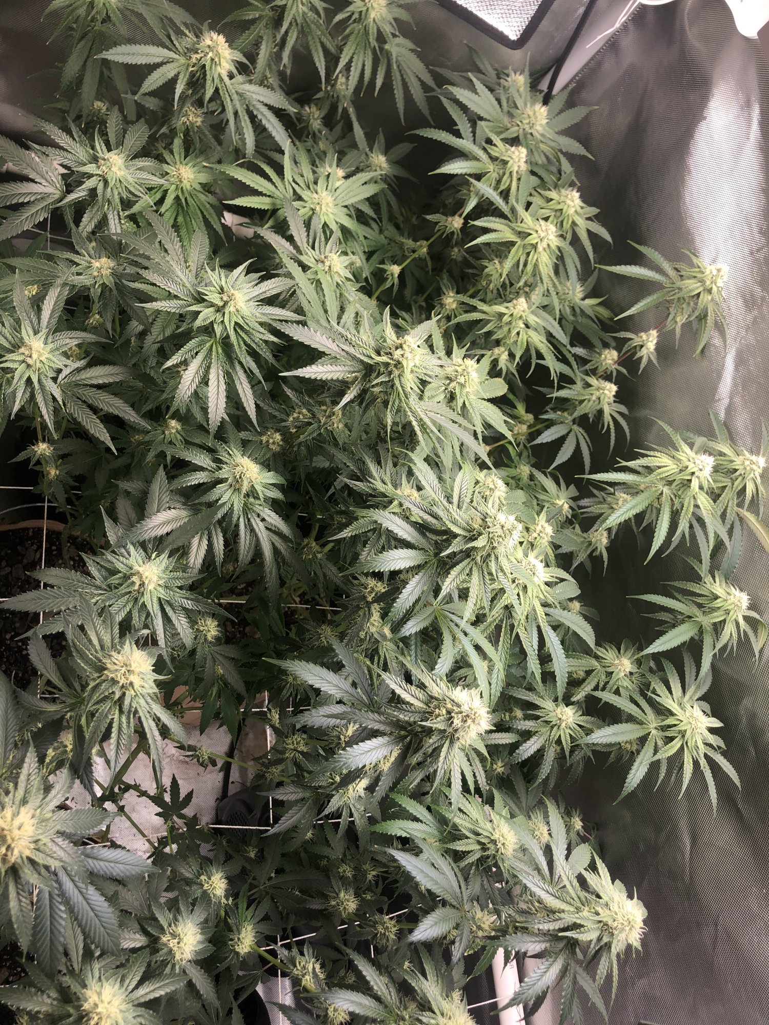 3 strains 1 2x4 tent complete 6