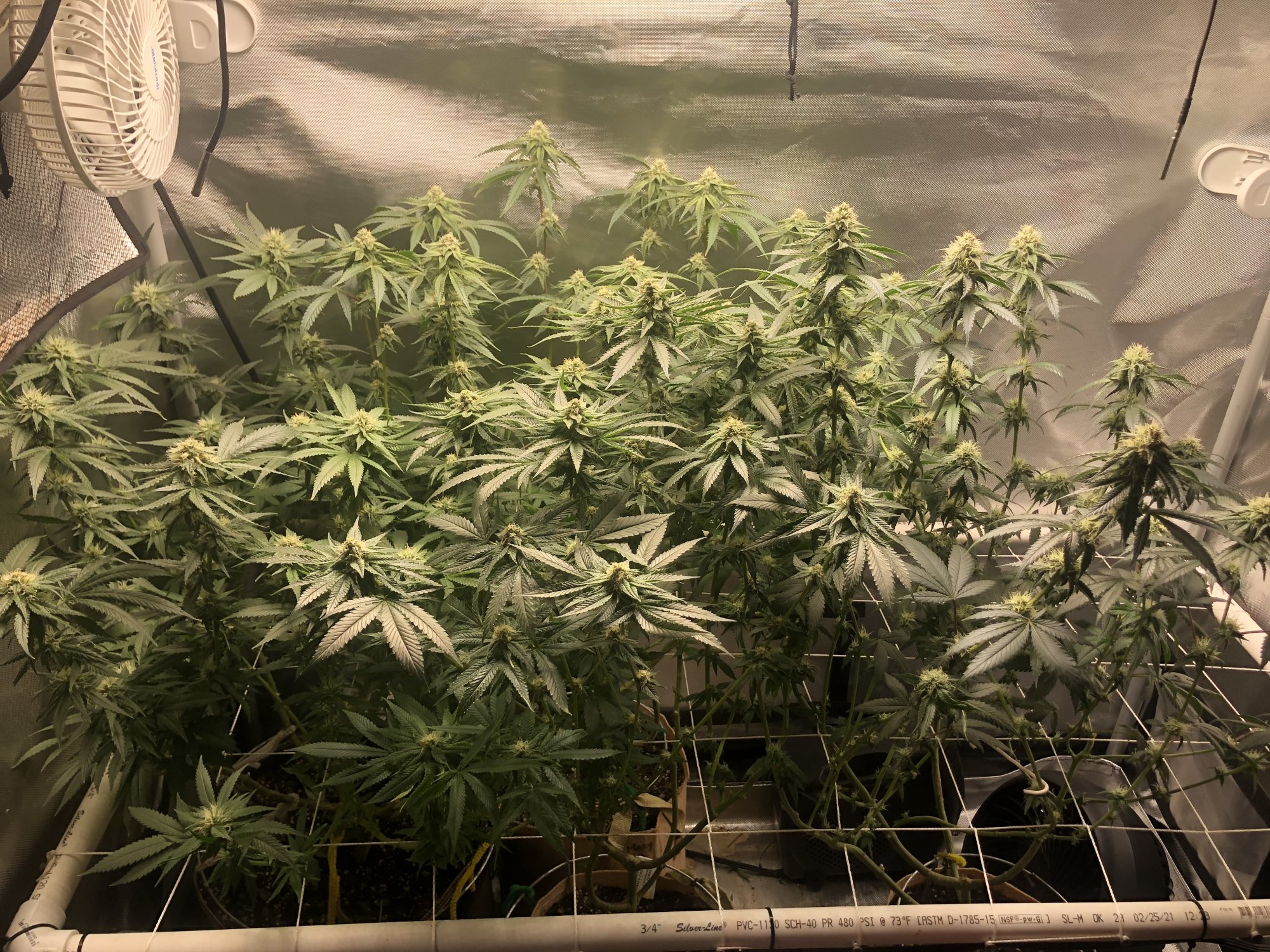 3 strains 1 2x4 tent complete 7