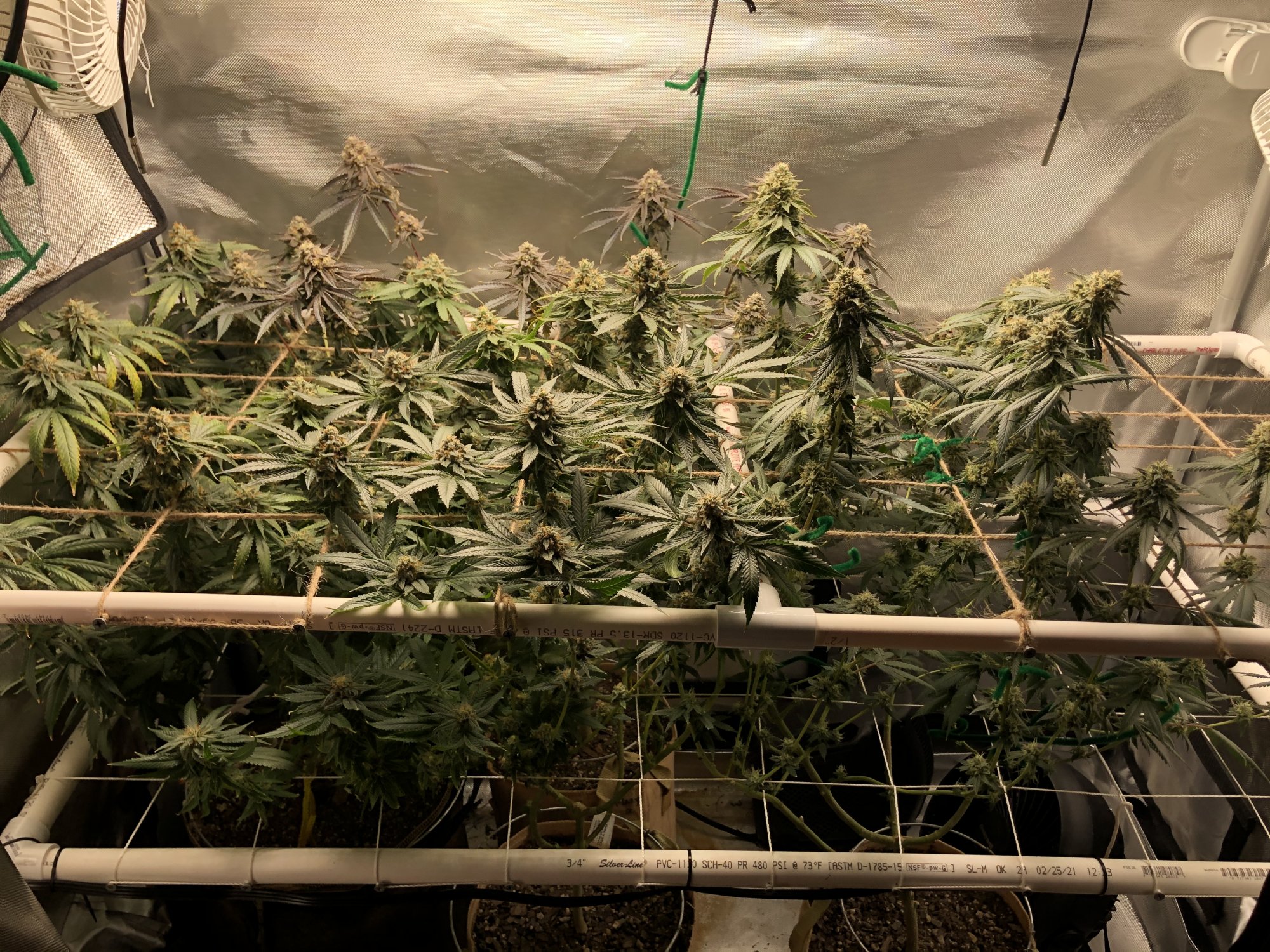 3 strains 1 2x4 tent complete 8