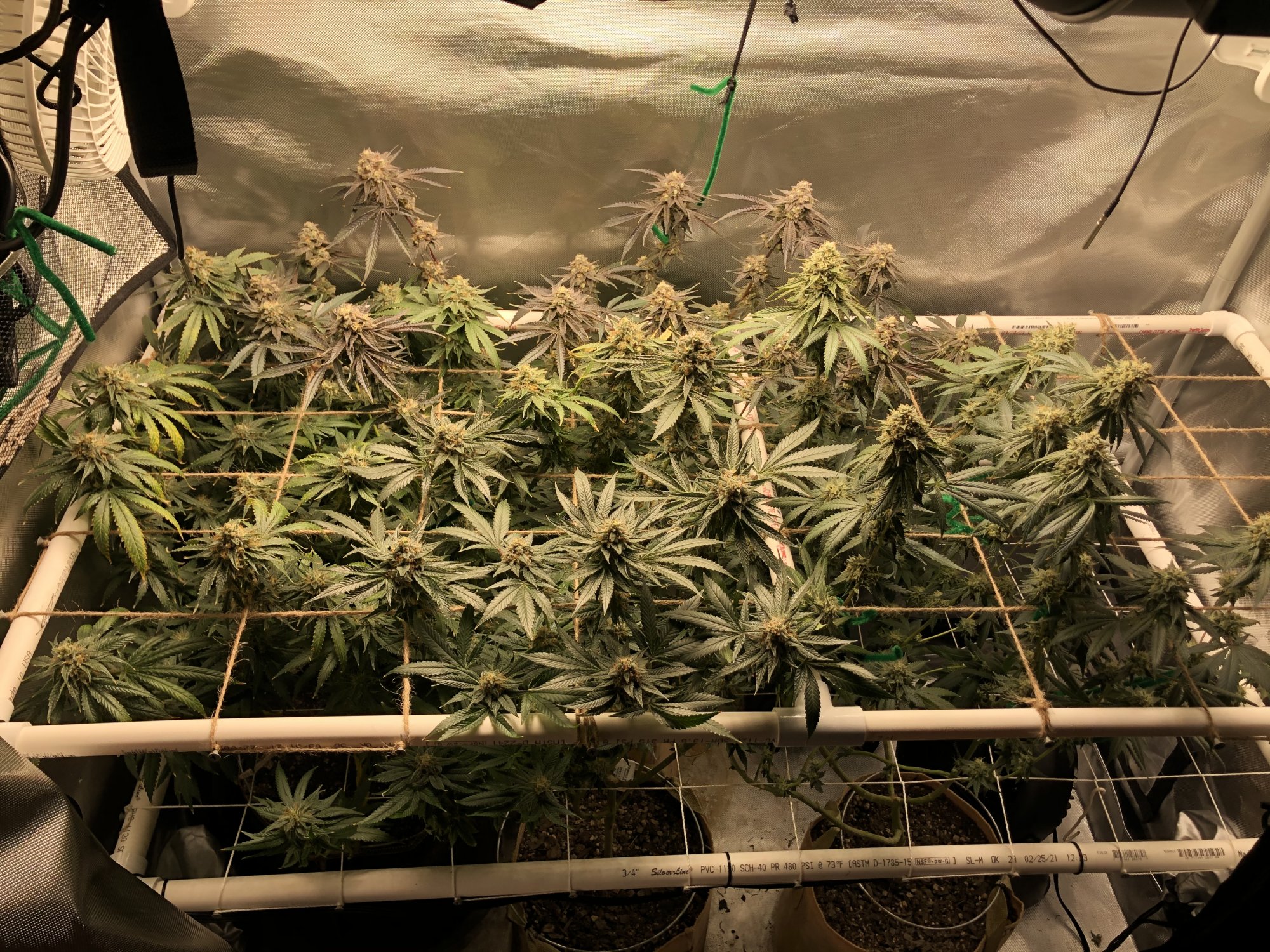 3 strains 1 2x4 tent complete 9