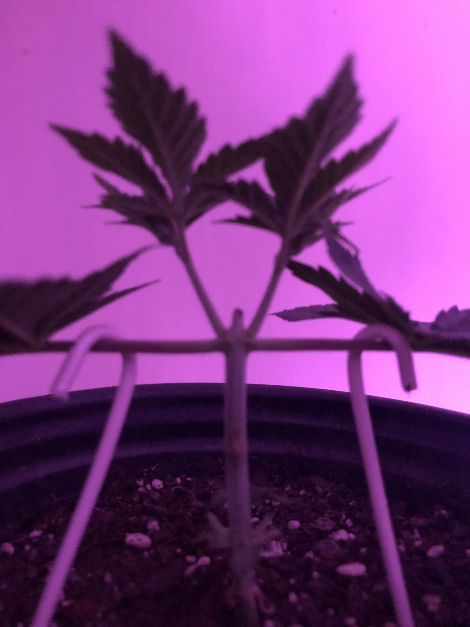 3 strains 1 2x4 tent complete
