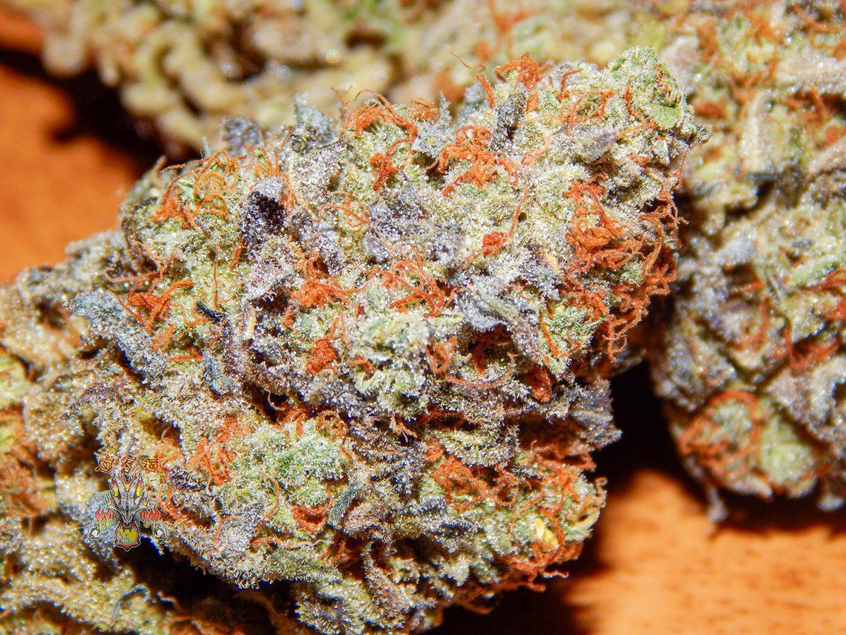 3 times og