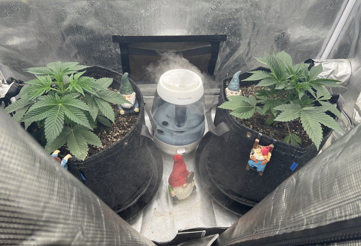 3 week old