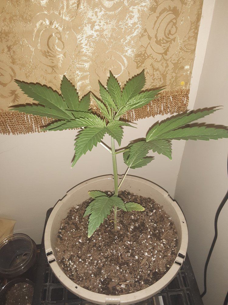 3 week plant