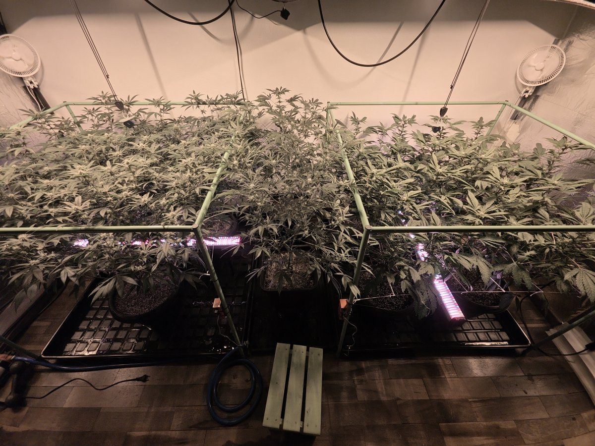 3 weeks 12 2