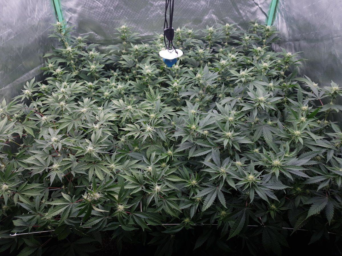 3 weeks 12 12 1