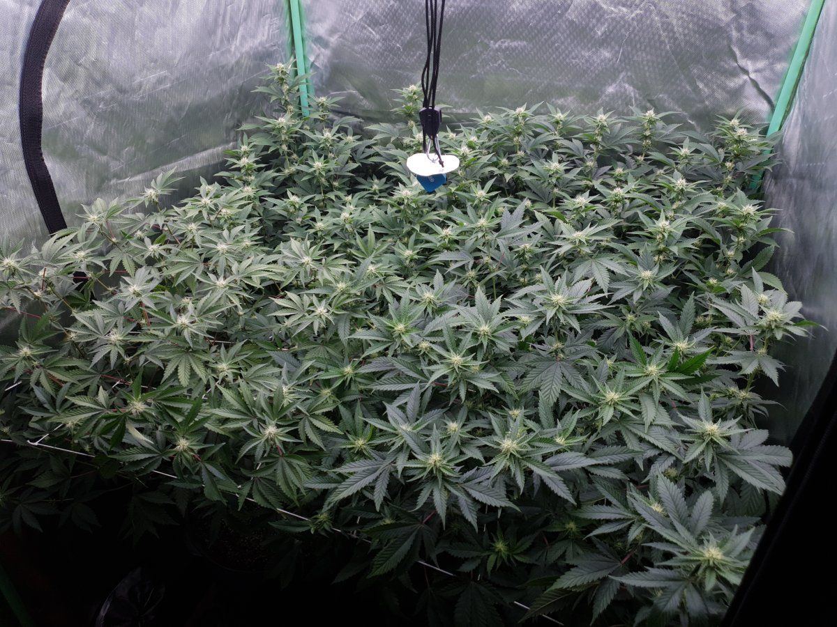 3 weeks 12 12 2
