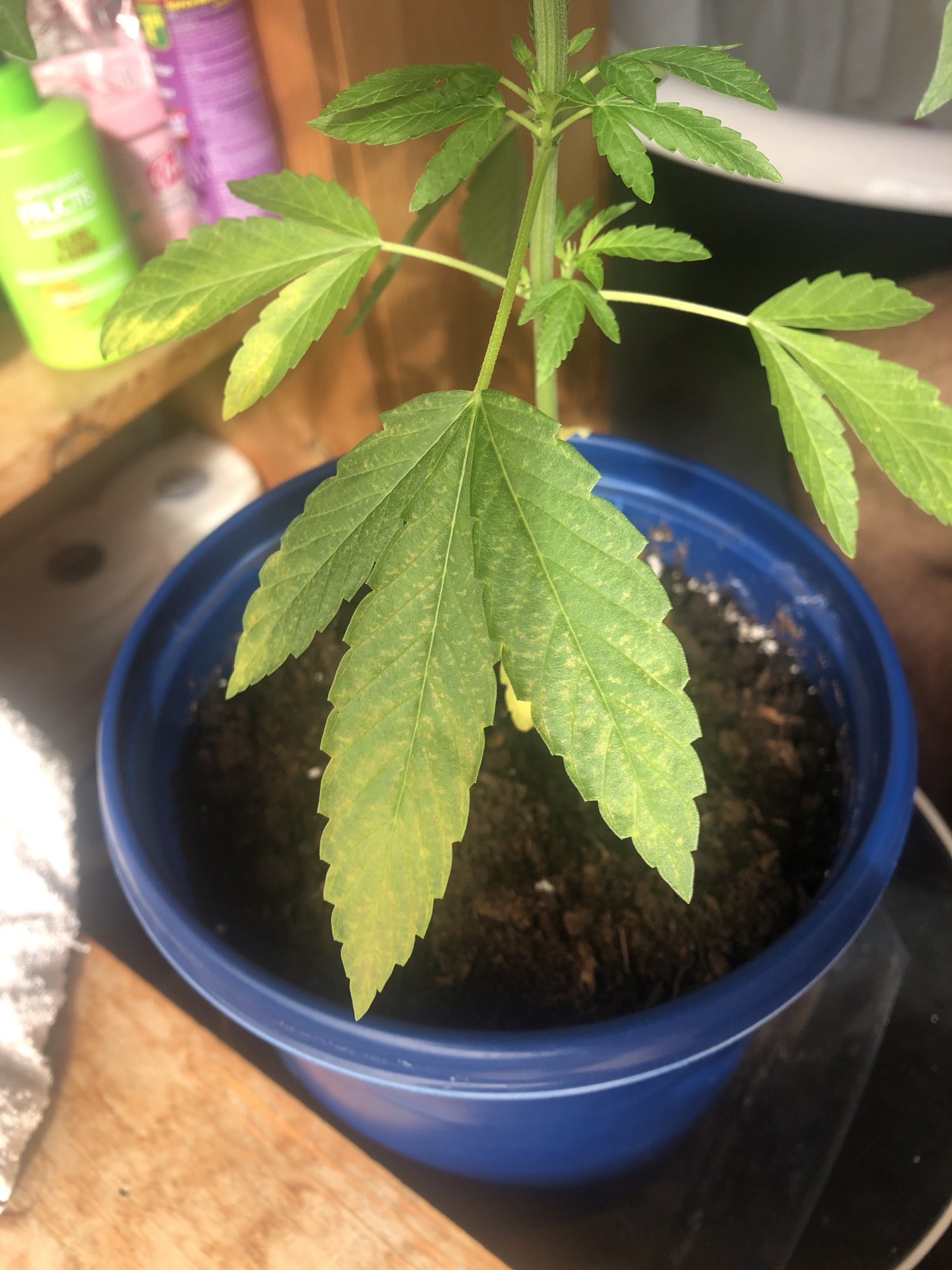 3 weeks after enter flowering stage and my leaves are like this 2