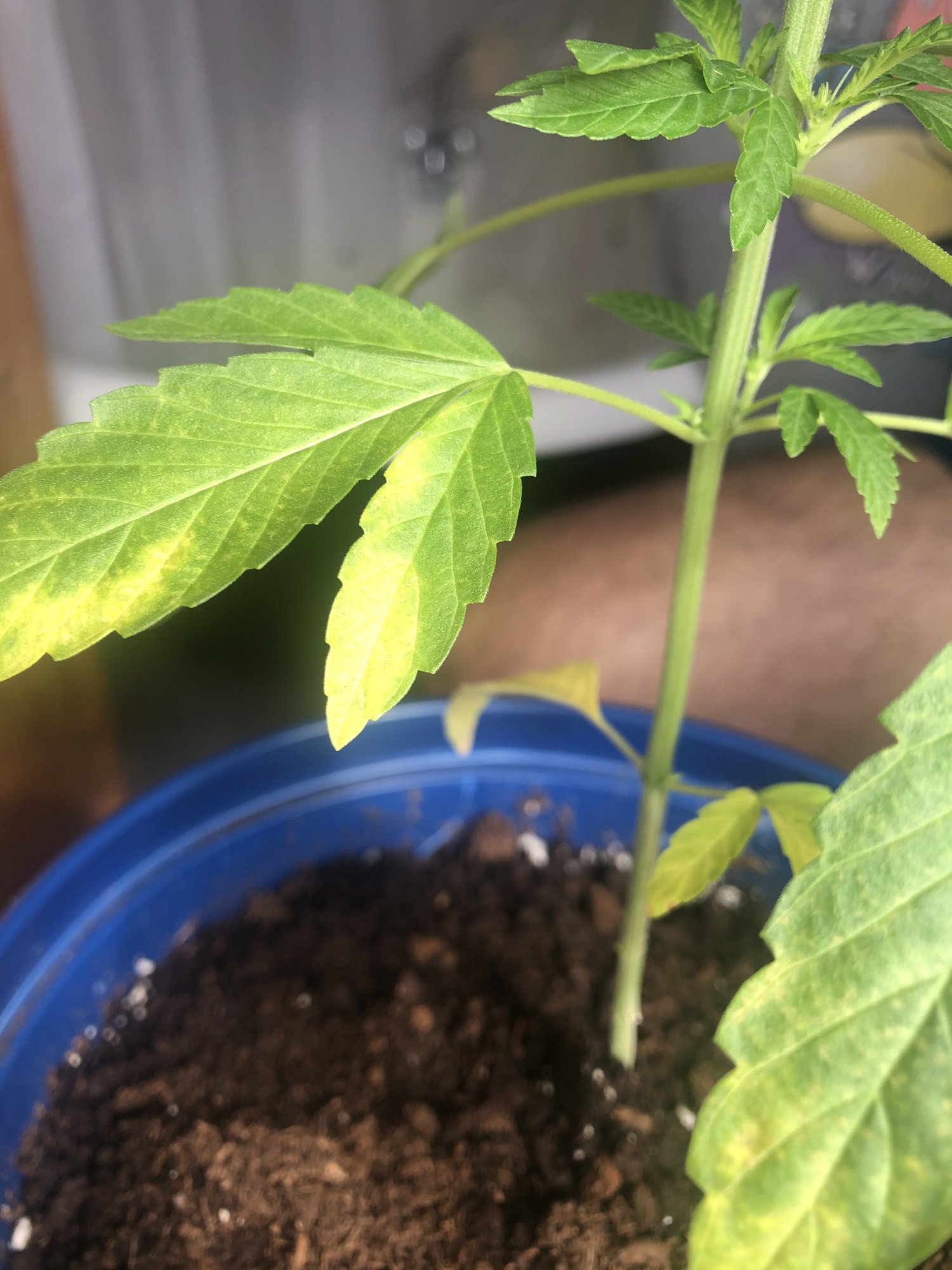3 weeks after enter flowering stage and my leaves are like this 3