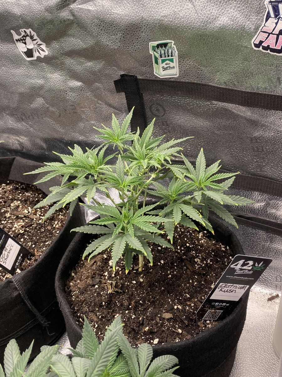 3 weeks in improved conditions for my baby thinking about topping in a week