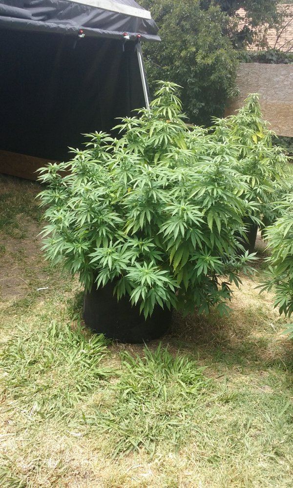 30 Gallon Pot - THCFarmer