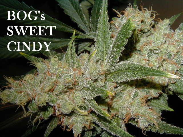 30 SweetCindy small