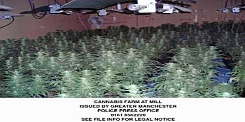 300000 cannabis bust in oldham