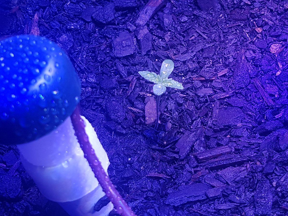 300w led grow light how far away from plant