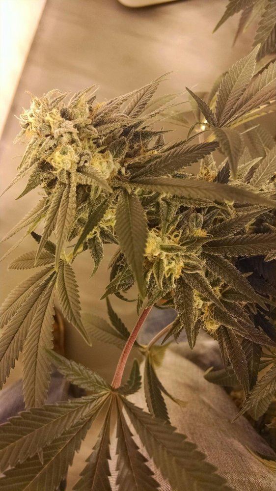 303