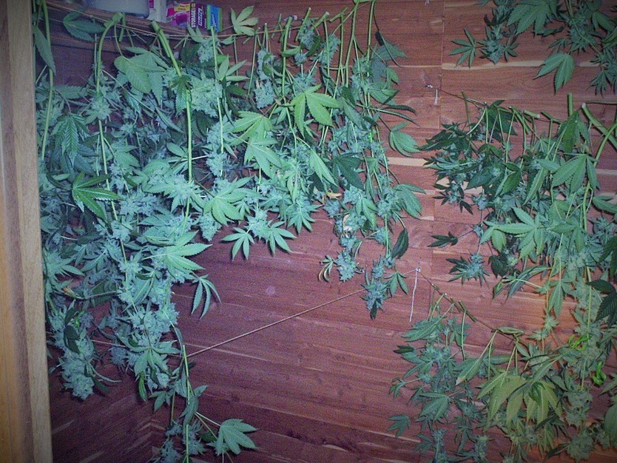 30Oct2015GhostOGharvest