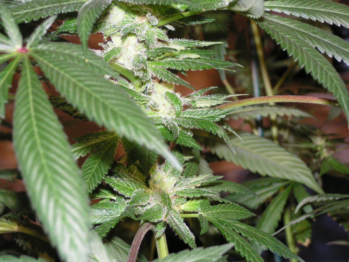 31 F2S