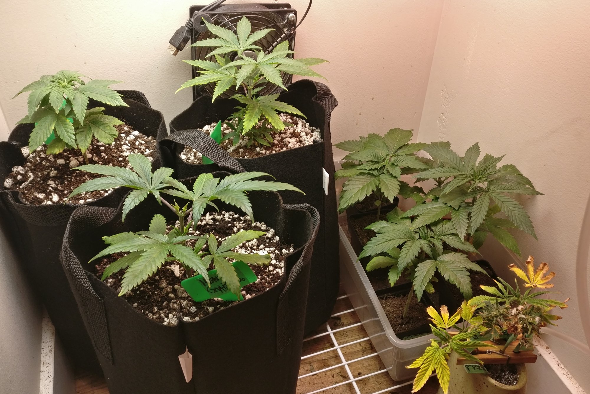 311veg