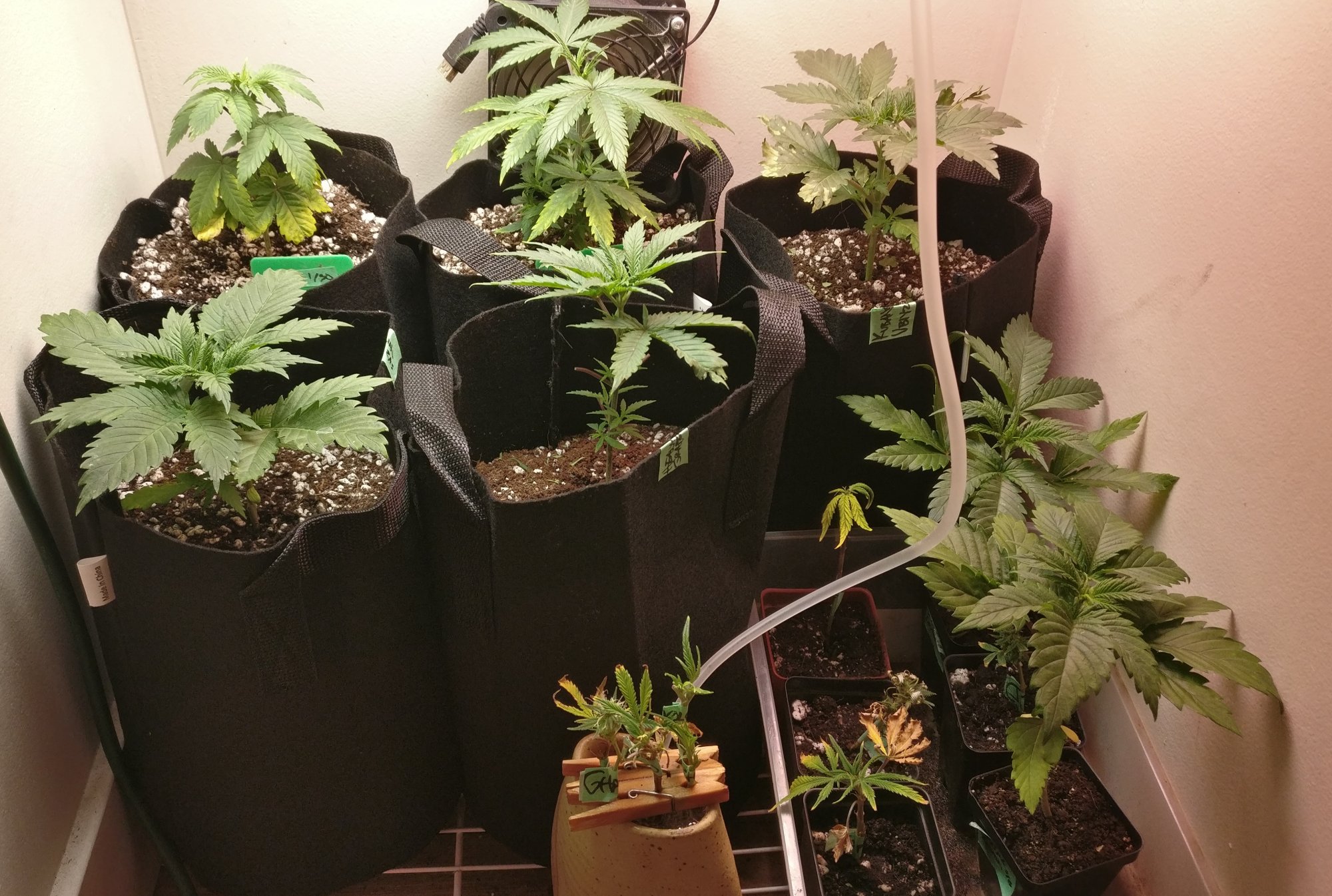 315cloneveg