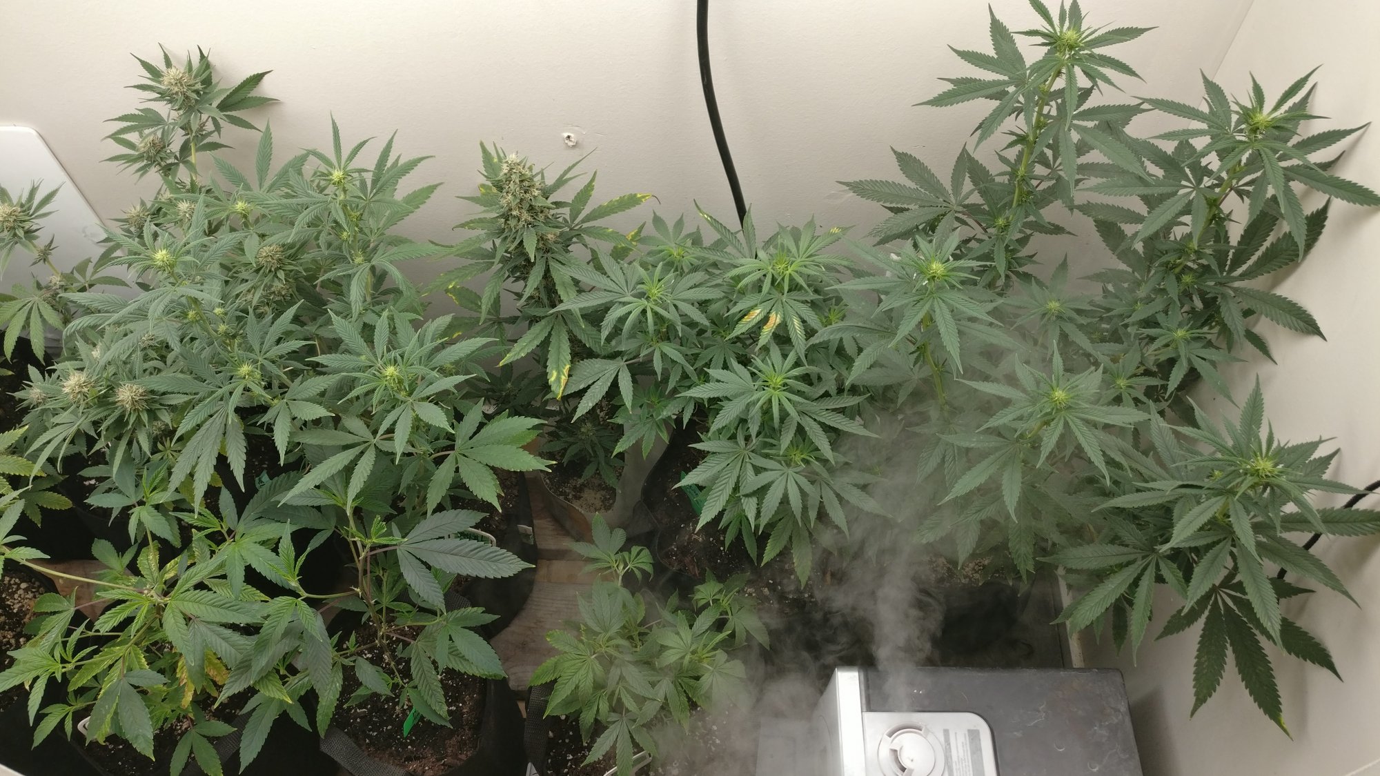 315flowerright