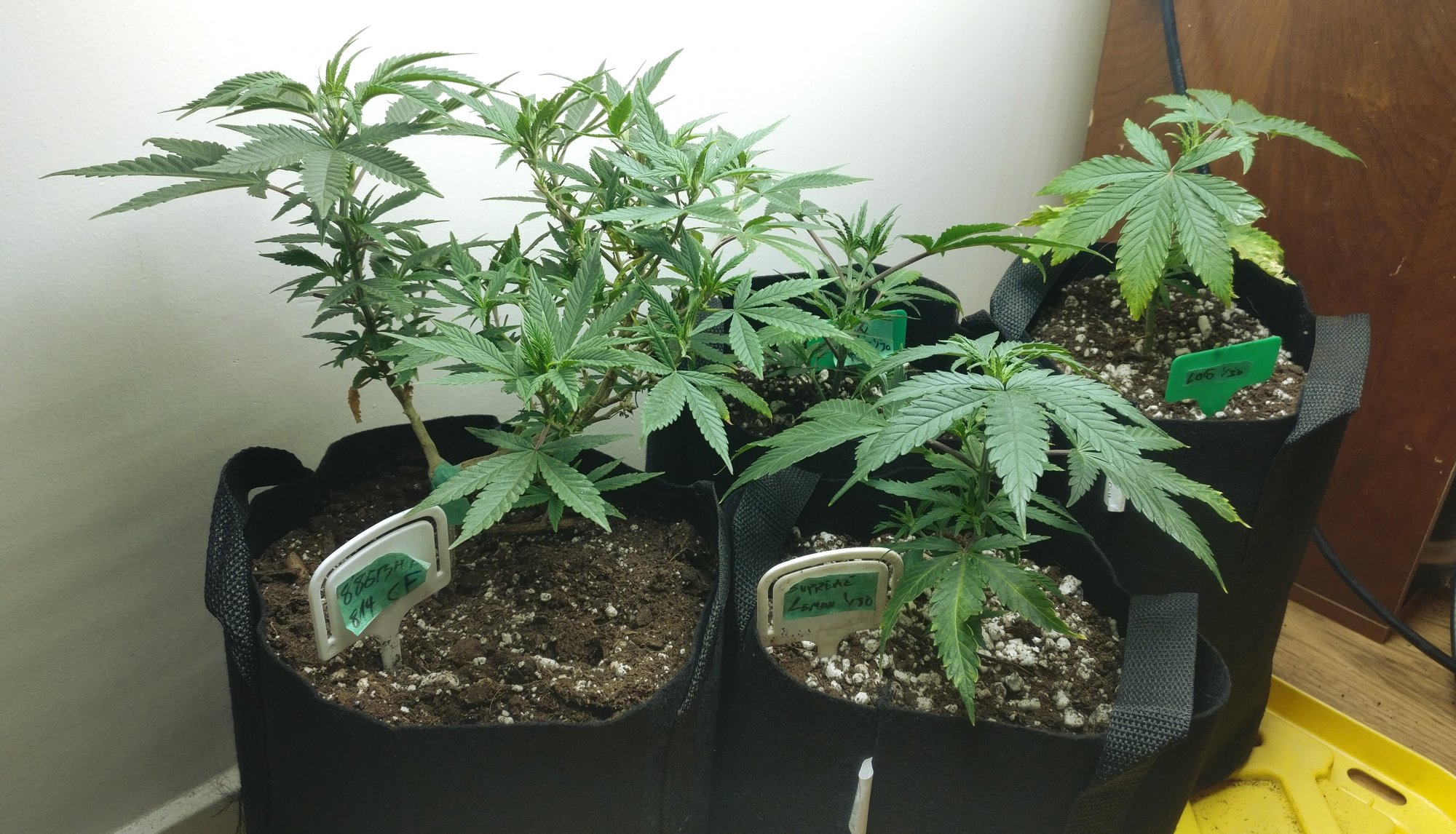 315lateveg