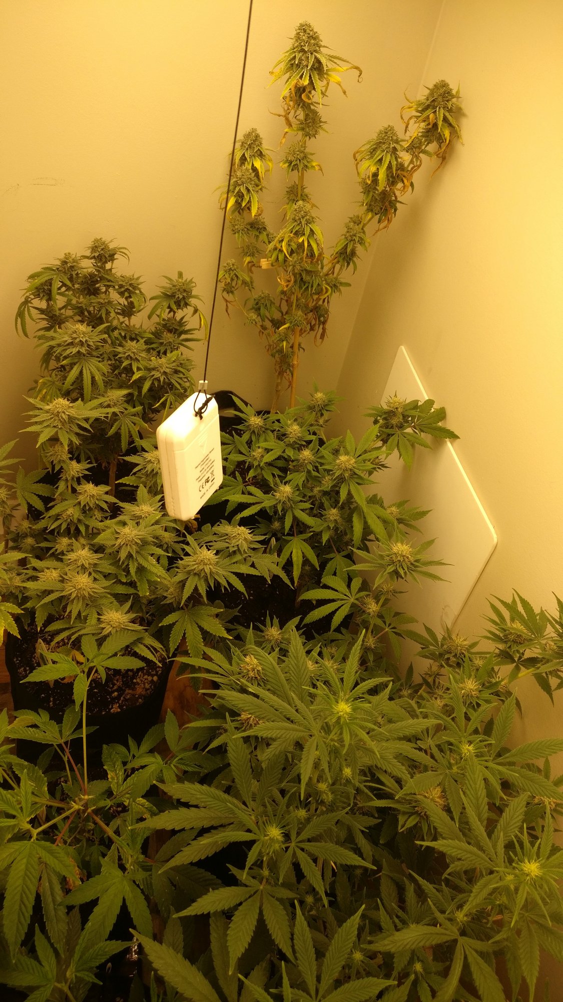 315leftflower