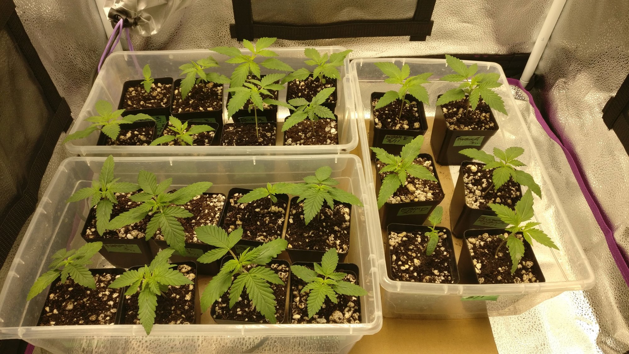 315tent
