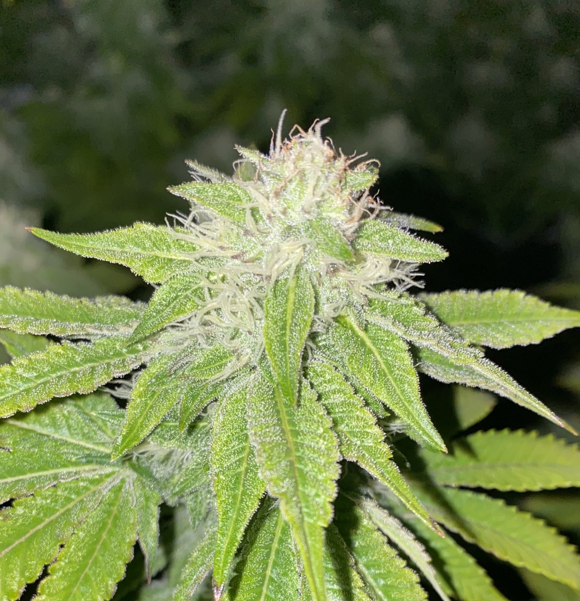 32 days flowering starting to look pretty 2