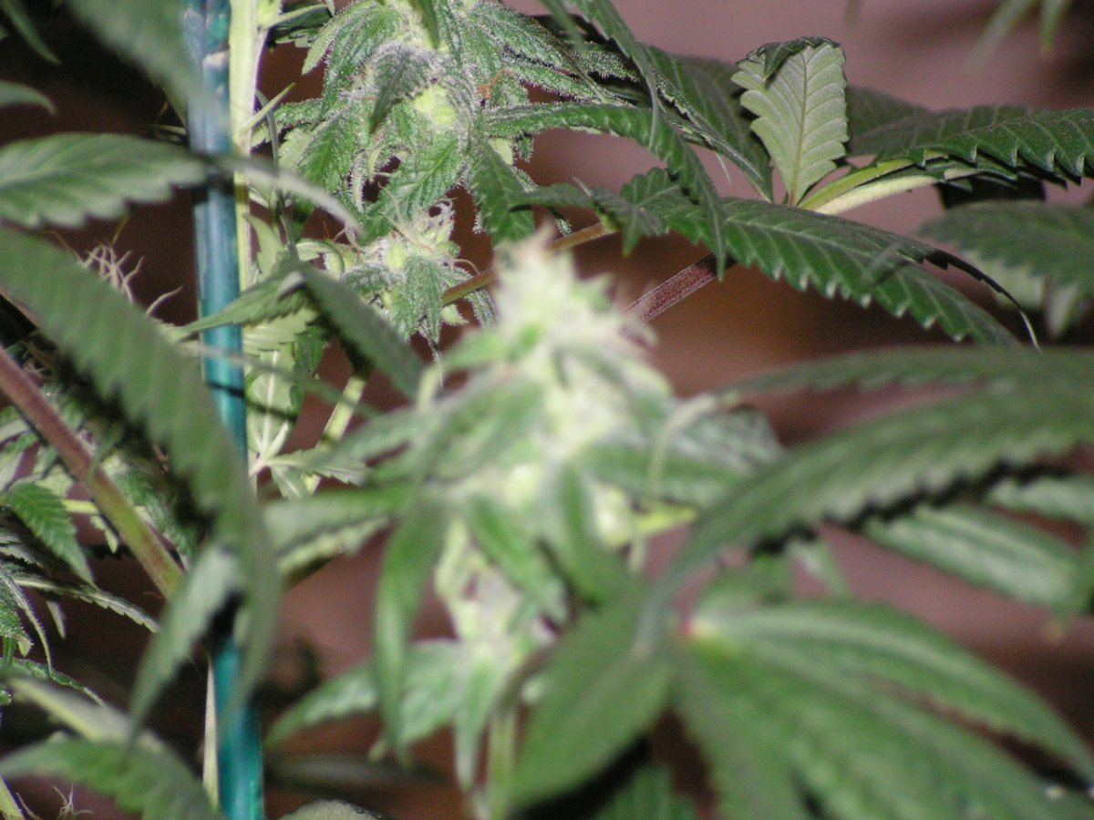 32 F2S