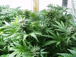 3254Ogers Kush getting close 3 thumb