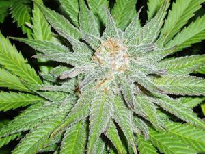 3254updateOG Kush clone11 22b thumb