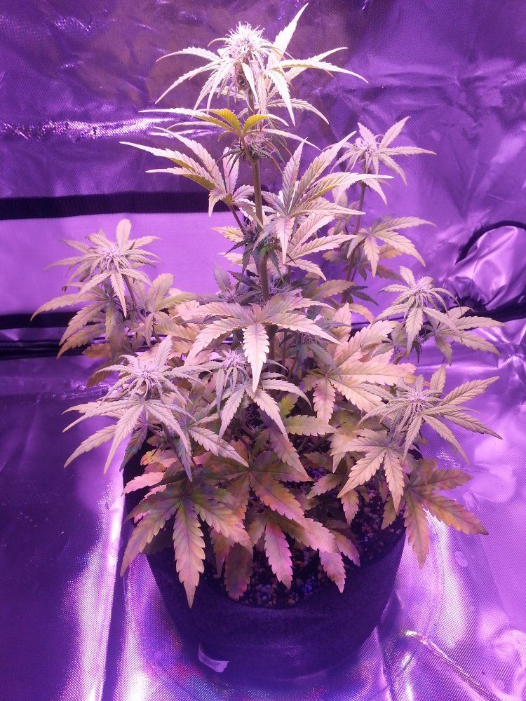 33 day