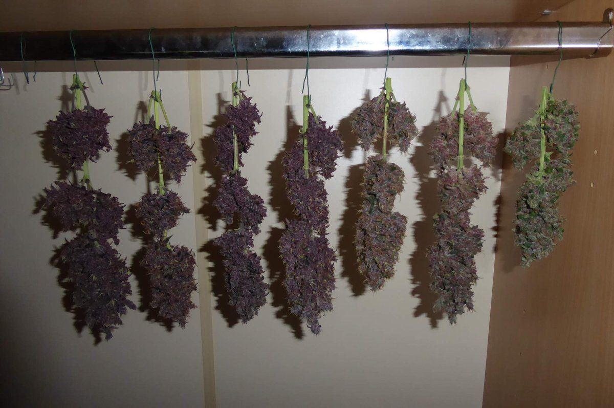 3398556 purple kush cbd auto