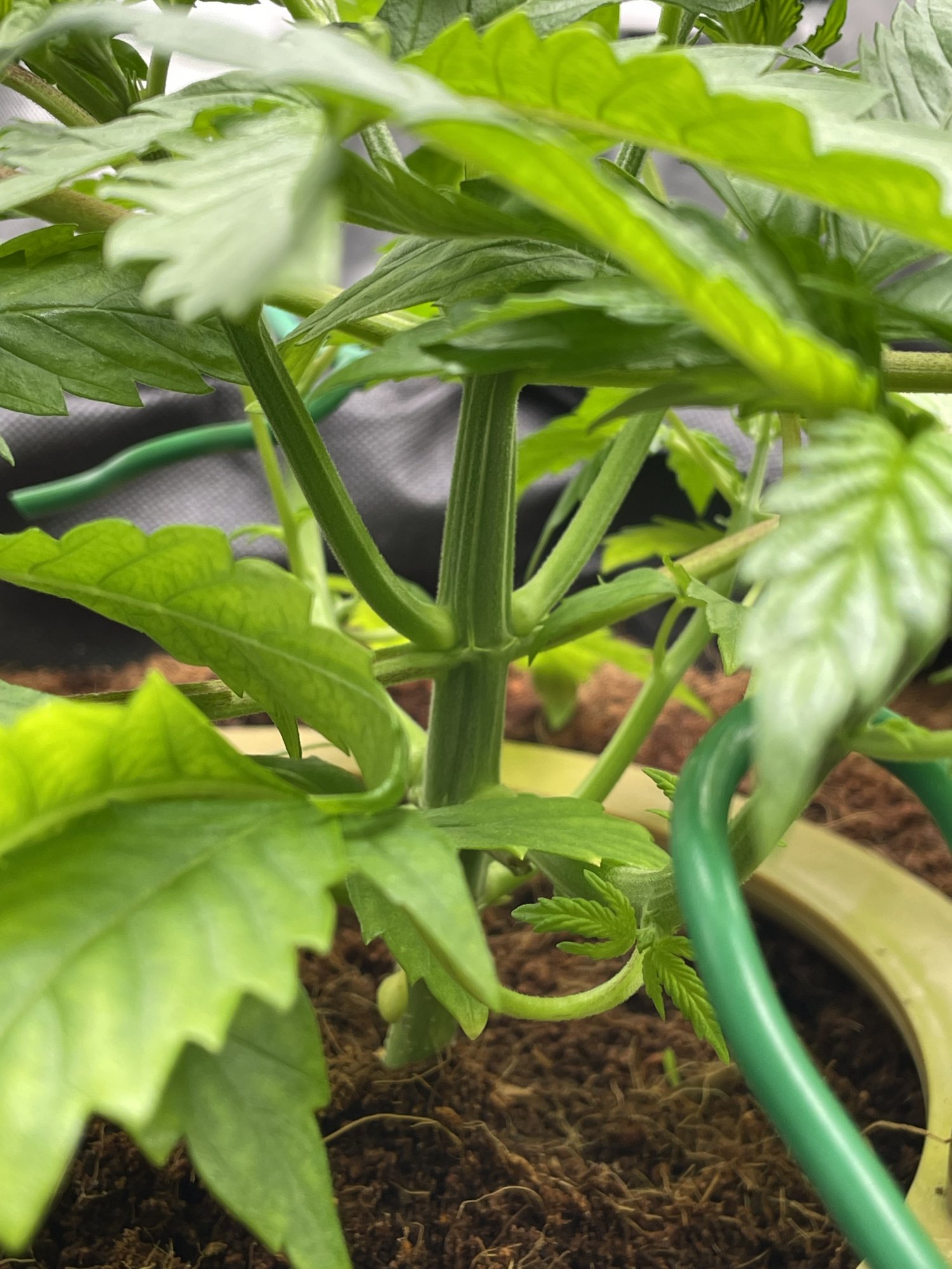 34 days into first ever grow   the story so far