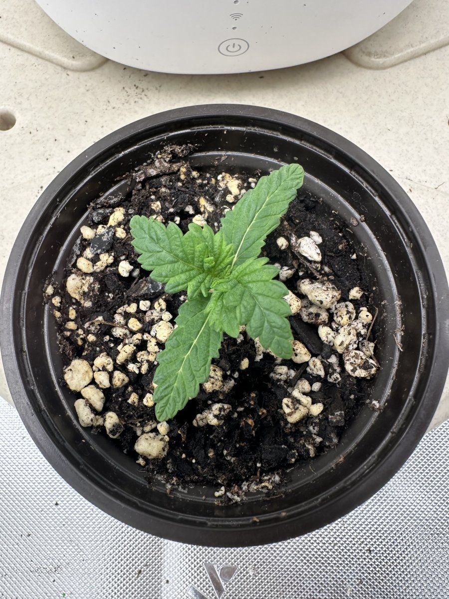 34 week mutant plant growth update 2