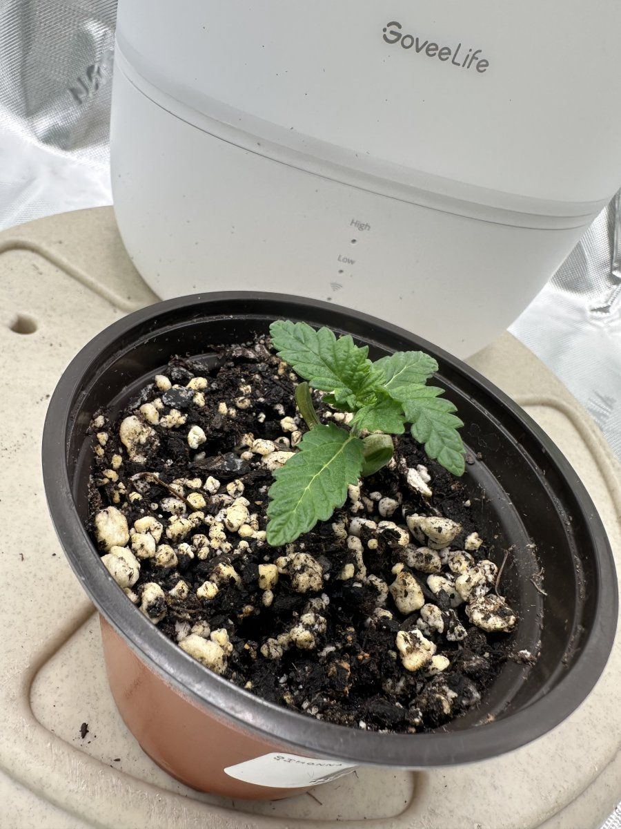 34 week mutant plant growth update 3