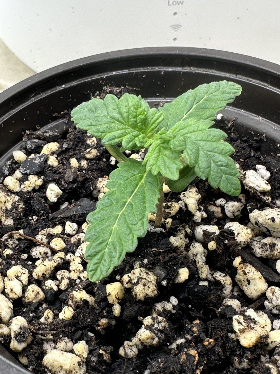 34 week mutant plant growth update 4