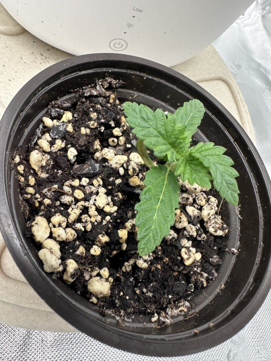 34 week mutant plant growth update