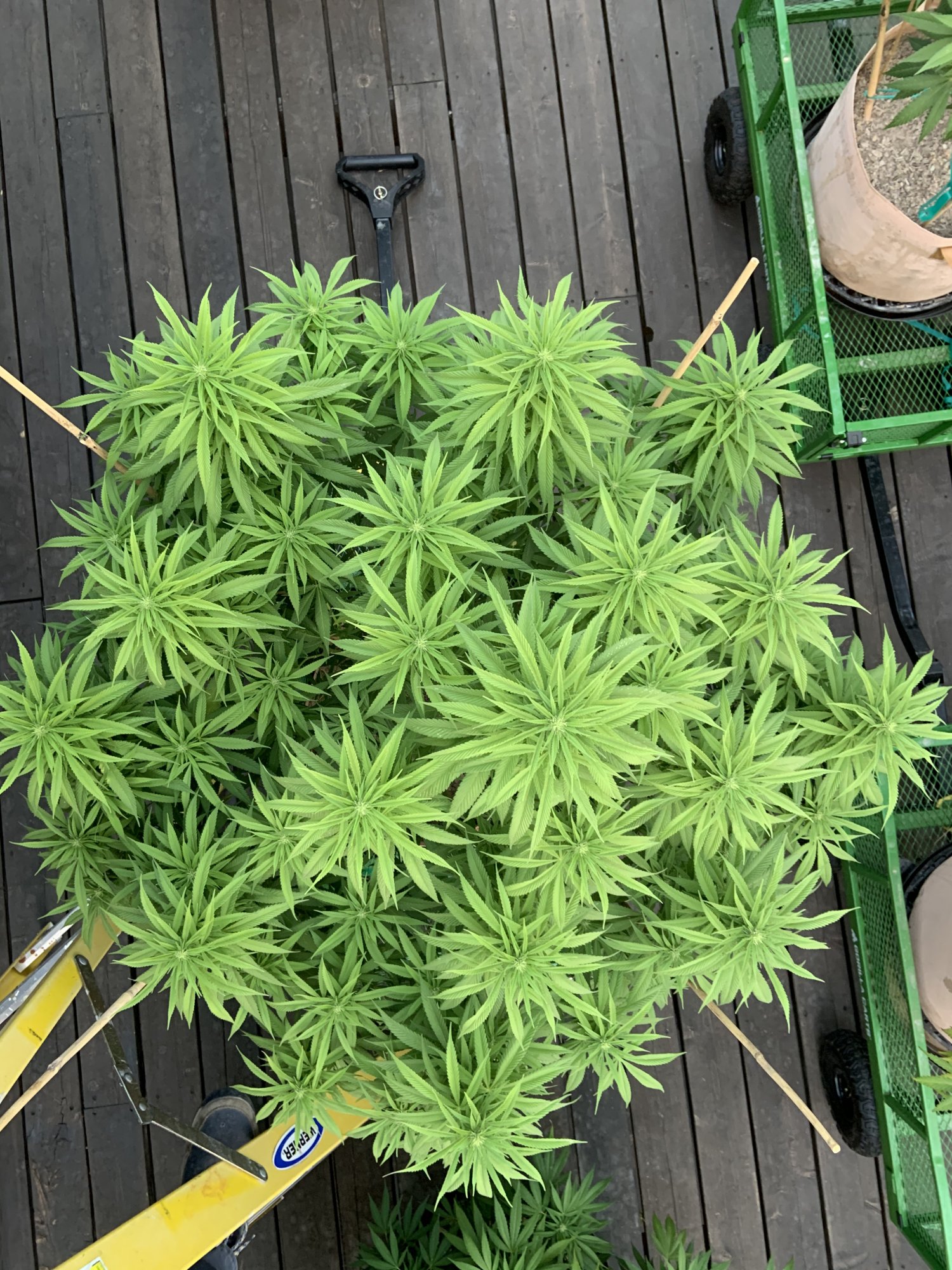 34108721 5202 4996 A8CC CDD9171D6E65