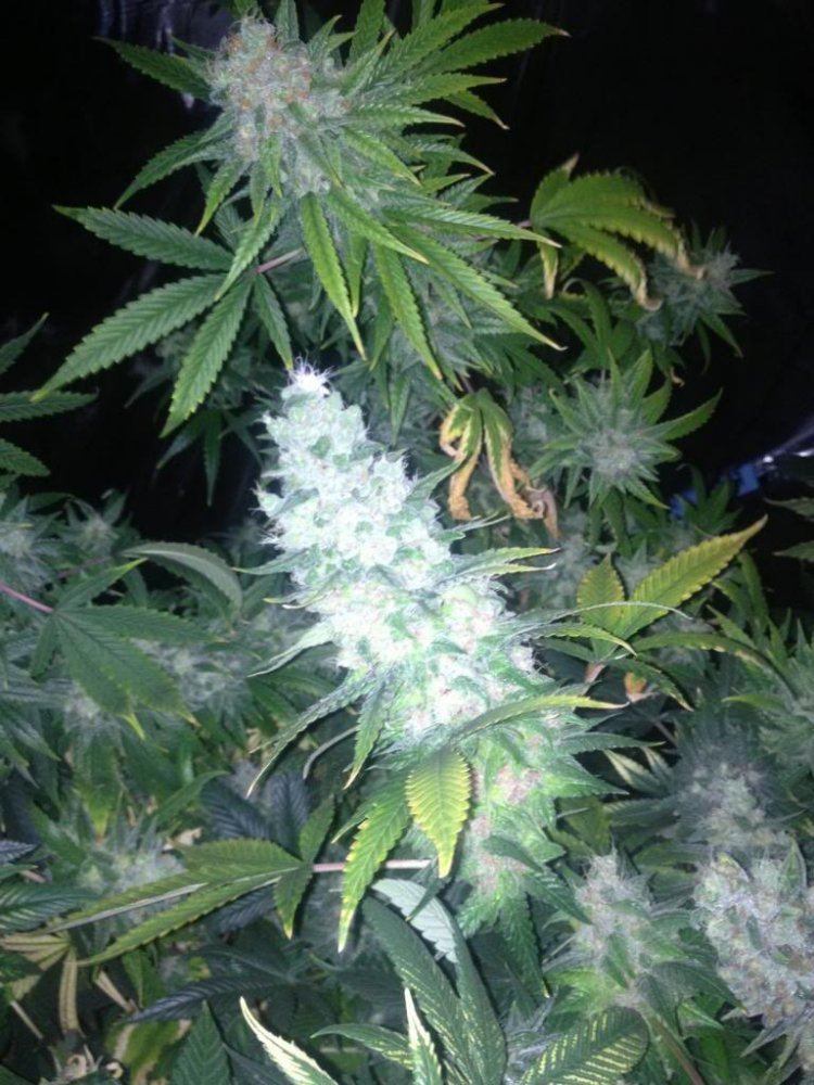 34 zpsbb27080c